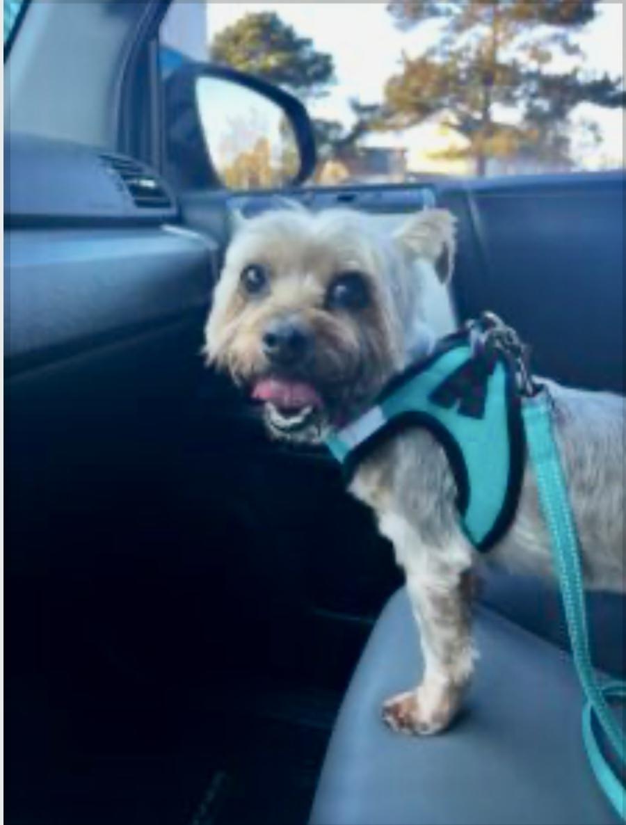 Holly, ADOPTABLE, Adult Female Yorkshire Terrier.