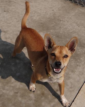Jasper, ADOPTABLE, Adult Male Chihuahua.