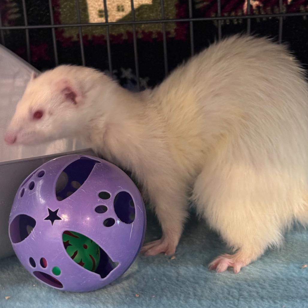 Snow, Adoptable, Adult Female Ferret.