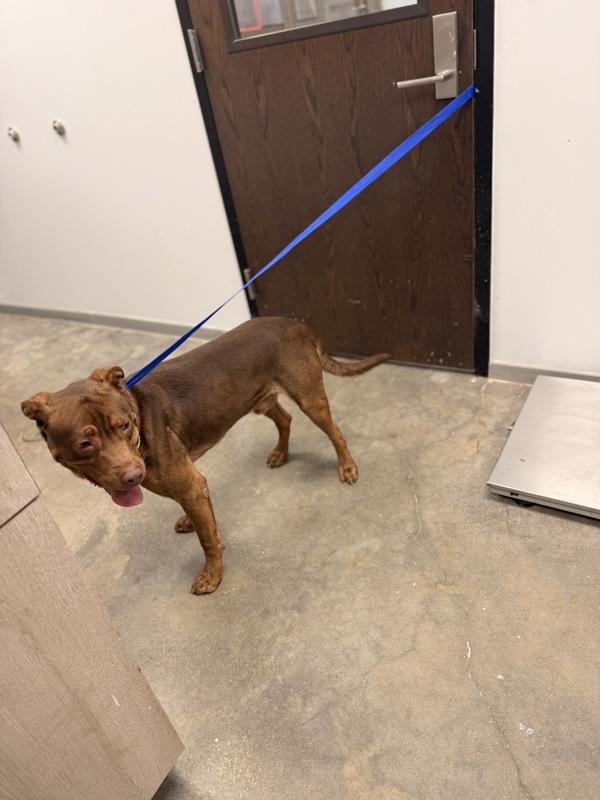 Enlarge Draco, a Adoptable mixed breed in Lafayette, LA image 1/3