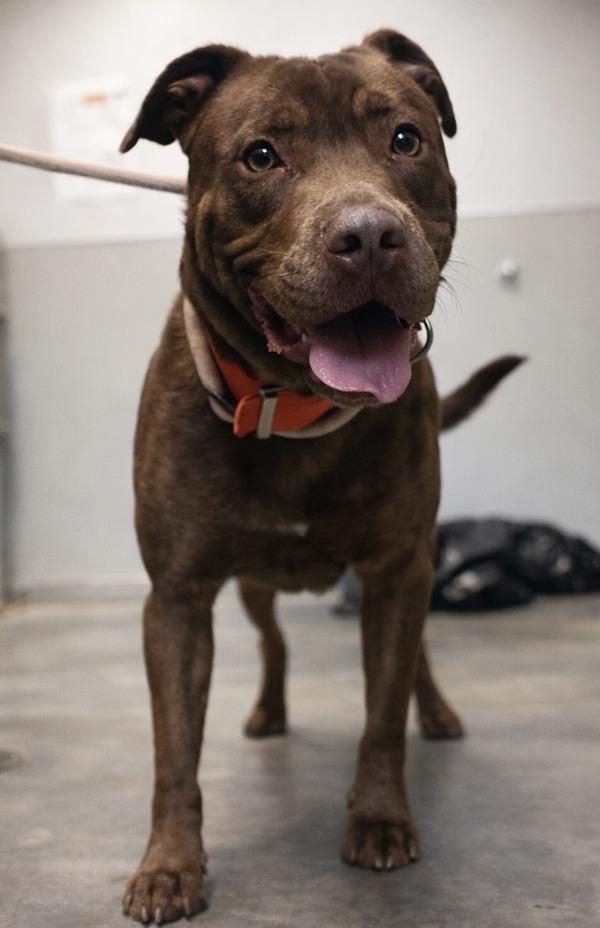 Enlarge Draco, a Adoptable mixed breed in Lafayette, LA image 2/3