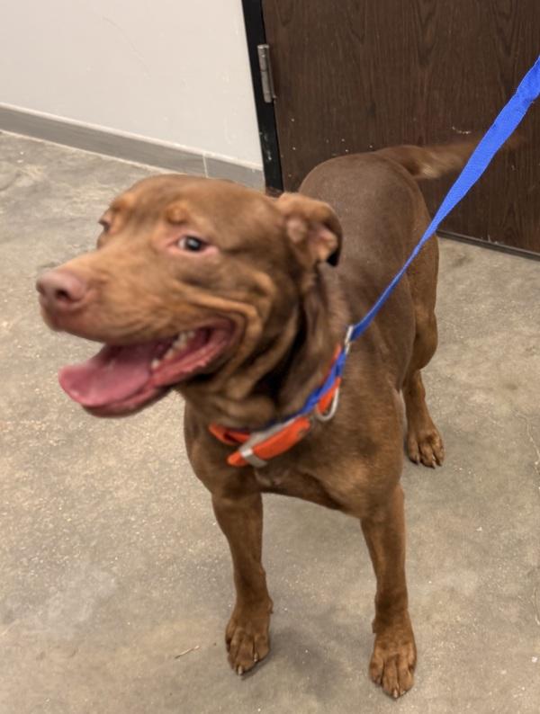 Enlarge Draco, a Adoptable mixed breed in Lafayette, LA image 3/3