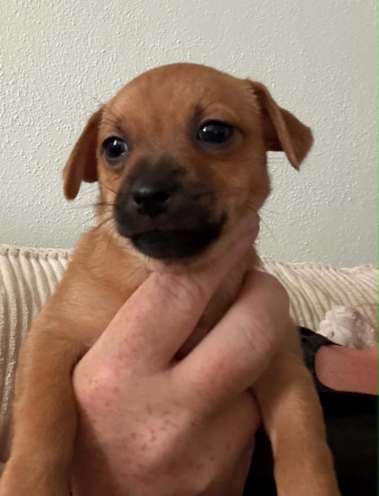 Java, Adoptable, Puppy Female Chihuahua.