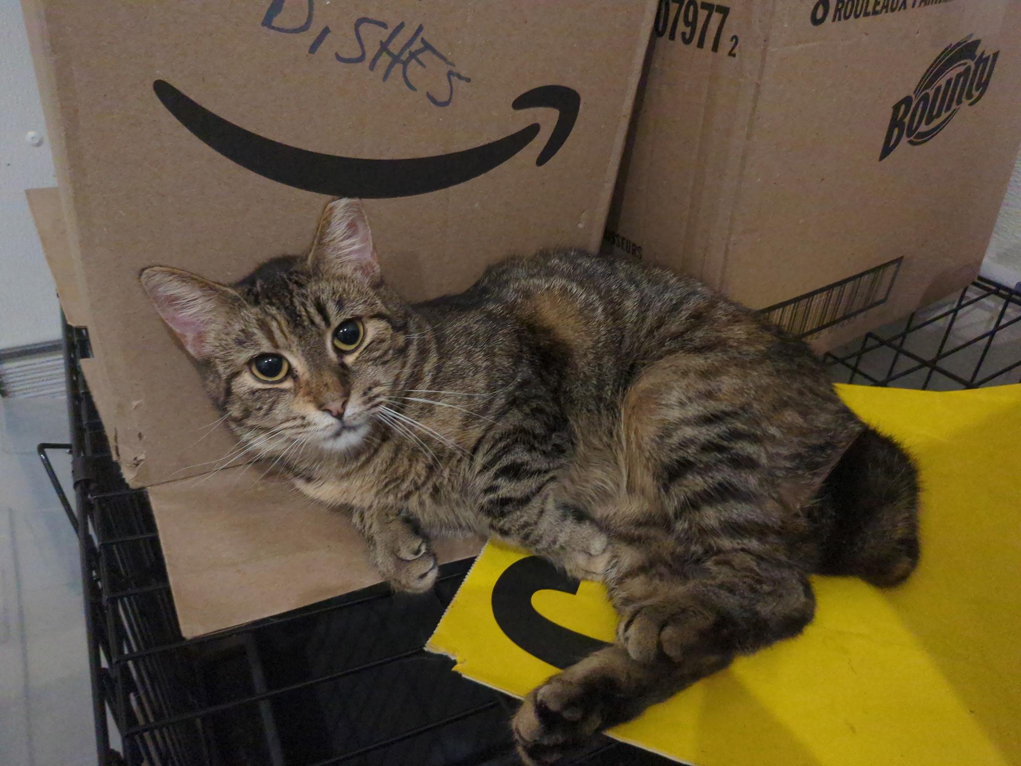 Pua, Adoptable, Adult Female Domestic Short Hair.