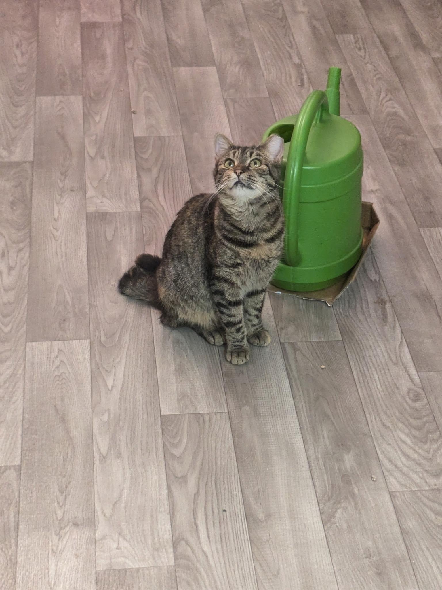 Enlarge Pua, a Adoptable Domestic Short Hair in Rocky Ridge, MD image 4/4