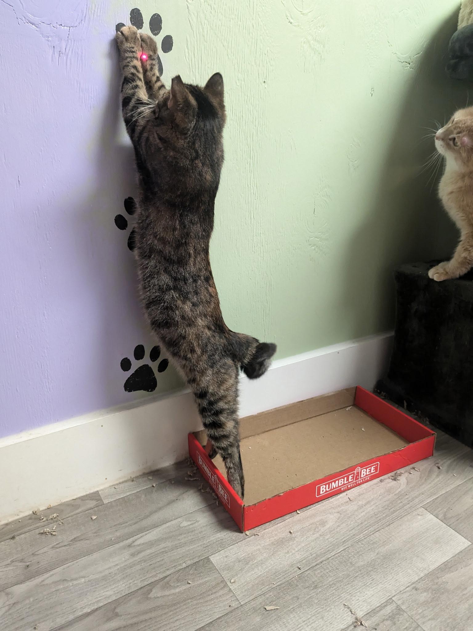 Enlarge Pua, a Adoptable Domestic Short Hair in Rocky Ridge, MD image 2/4