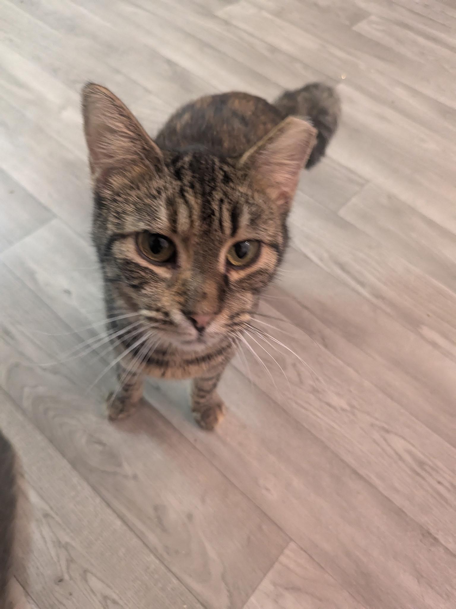 Enlarge Pua, a Adoptable Domestic Short Hair in Rocky Ridge, MD image 3/4