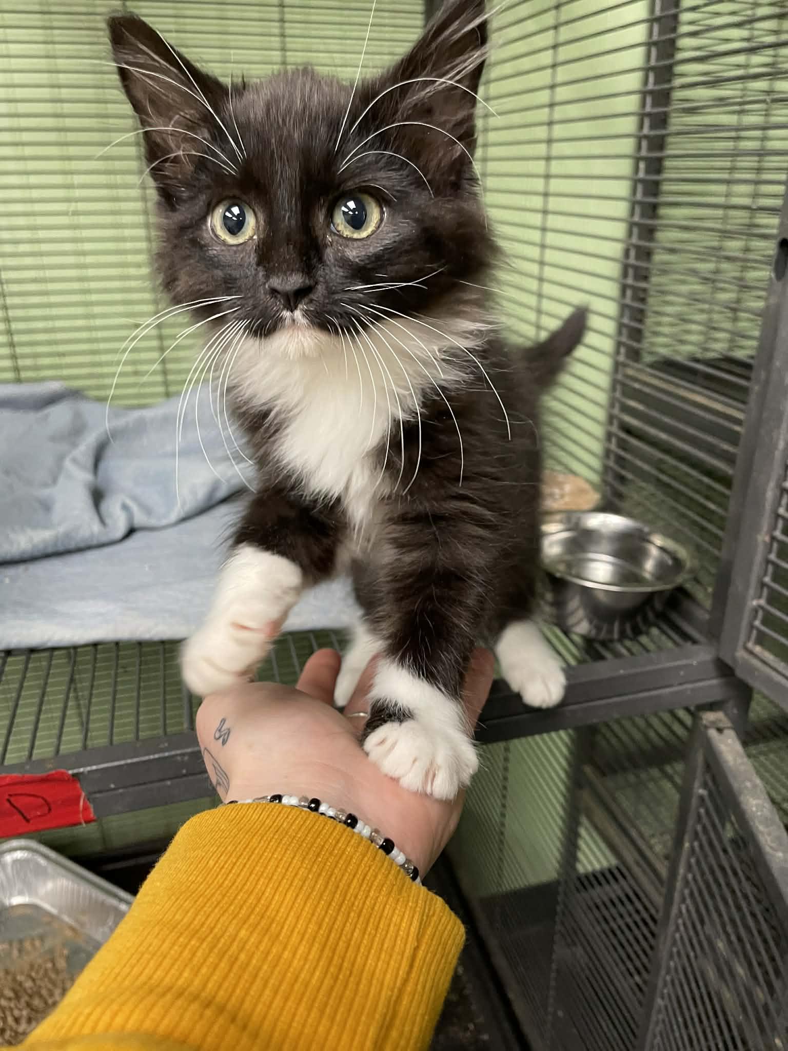 Enlarge Leopold, a ADOPTABLE Domestic Long Hair in Bishopville, SC image 2/3