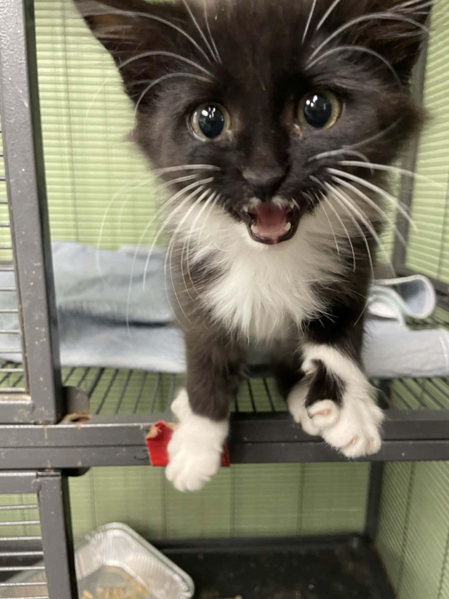 Enlarge Leopold, a ADOPTABLE Domestic Long Hair in Bishopville, SC image 1/3