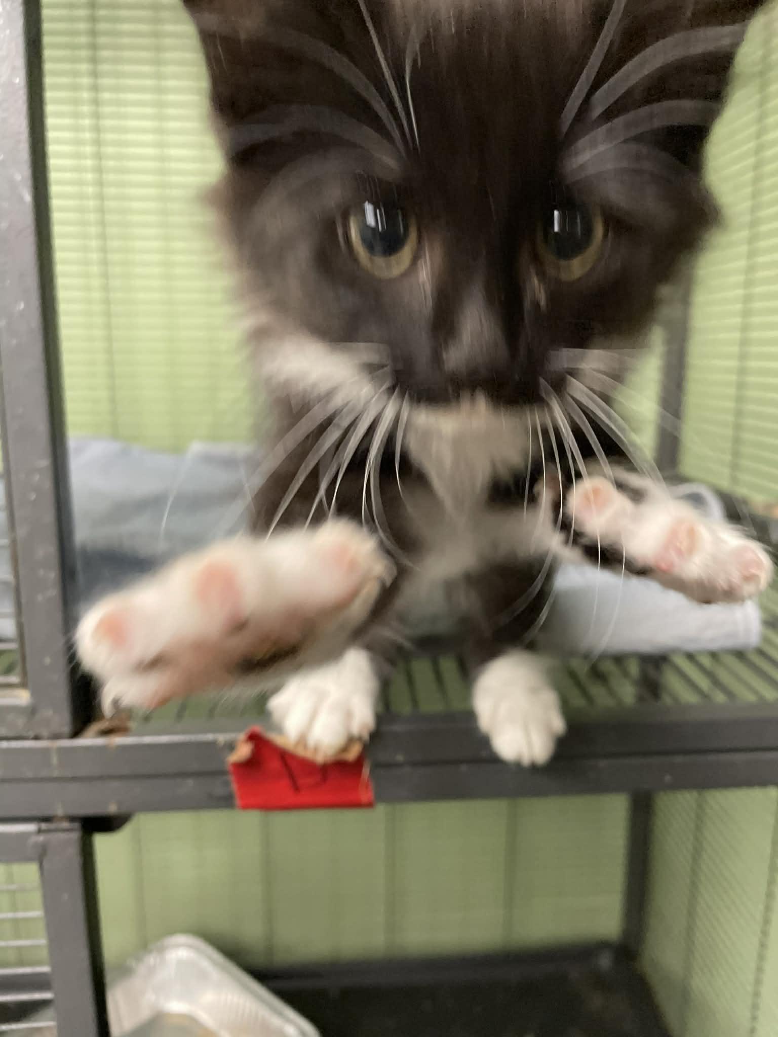 Enlarge Leopold, a ADOPTABLE Domestic Long Hair in Bishopville, SC image 3/3