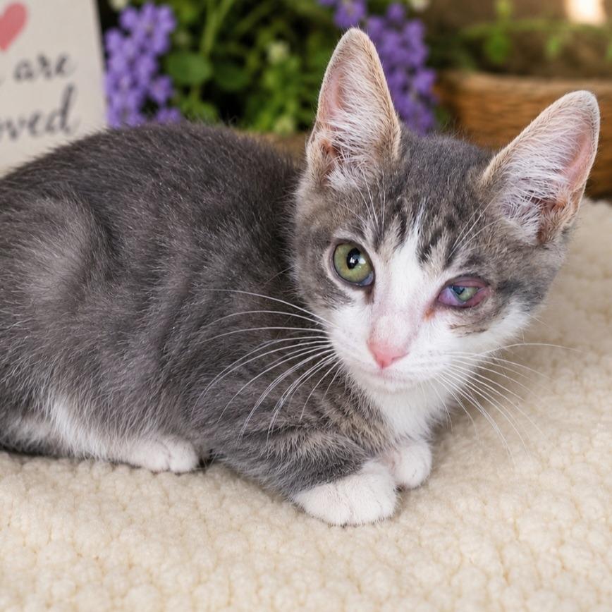 JD, Adoptable, Kitten Male Domestic Short Hair.