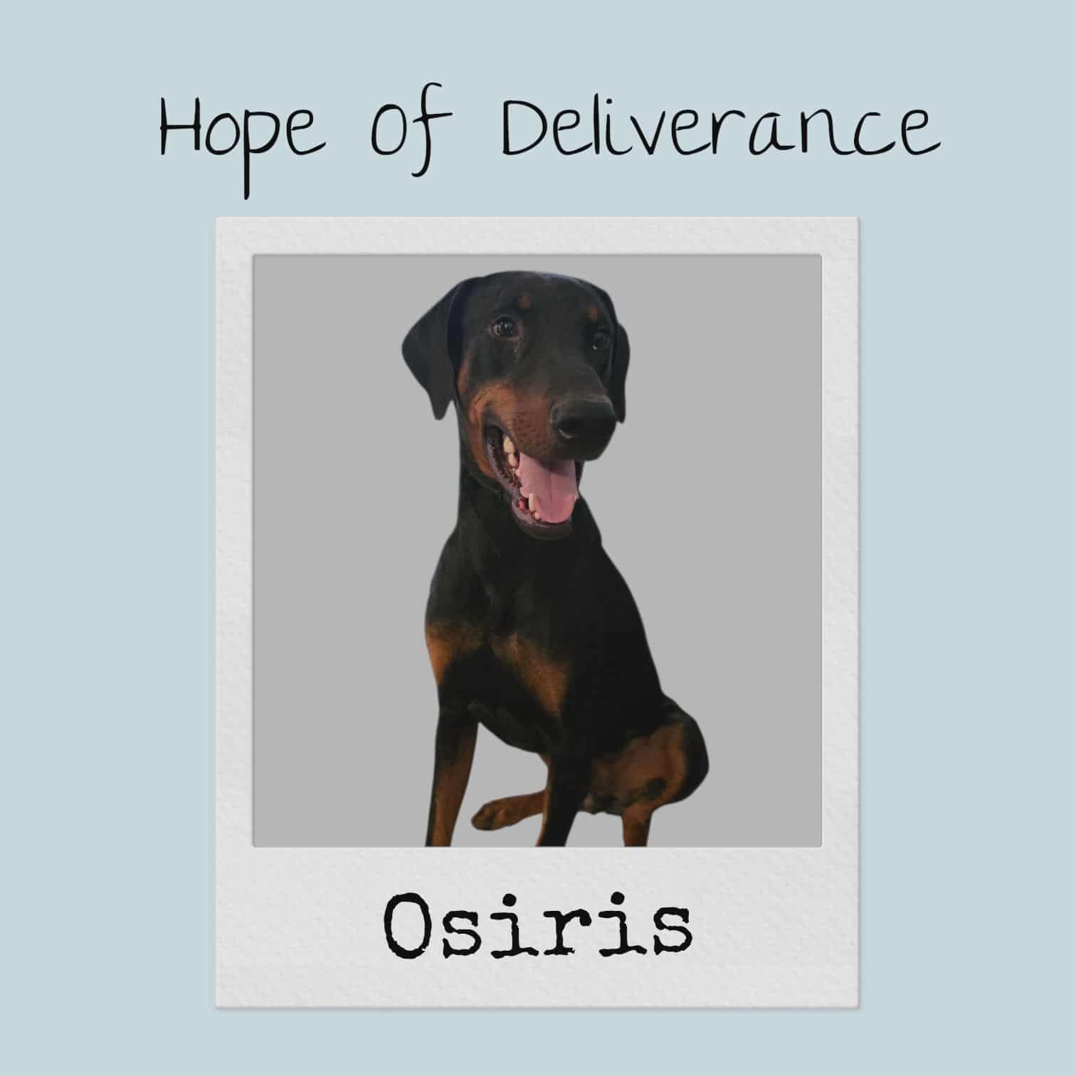 Osiris, a Adopted Doberman Pinscher in Tucson, AZ image 2/2