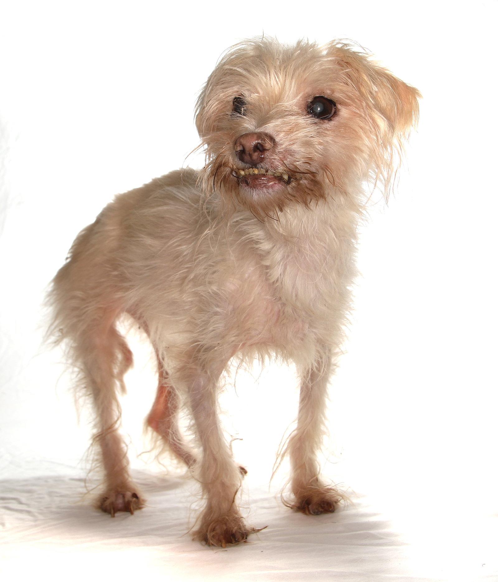 Kodi, Adopted, Senior Male Poodle & Maltese.