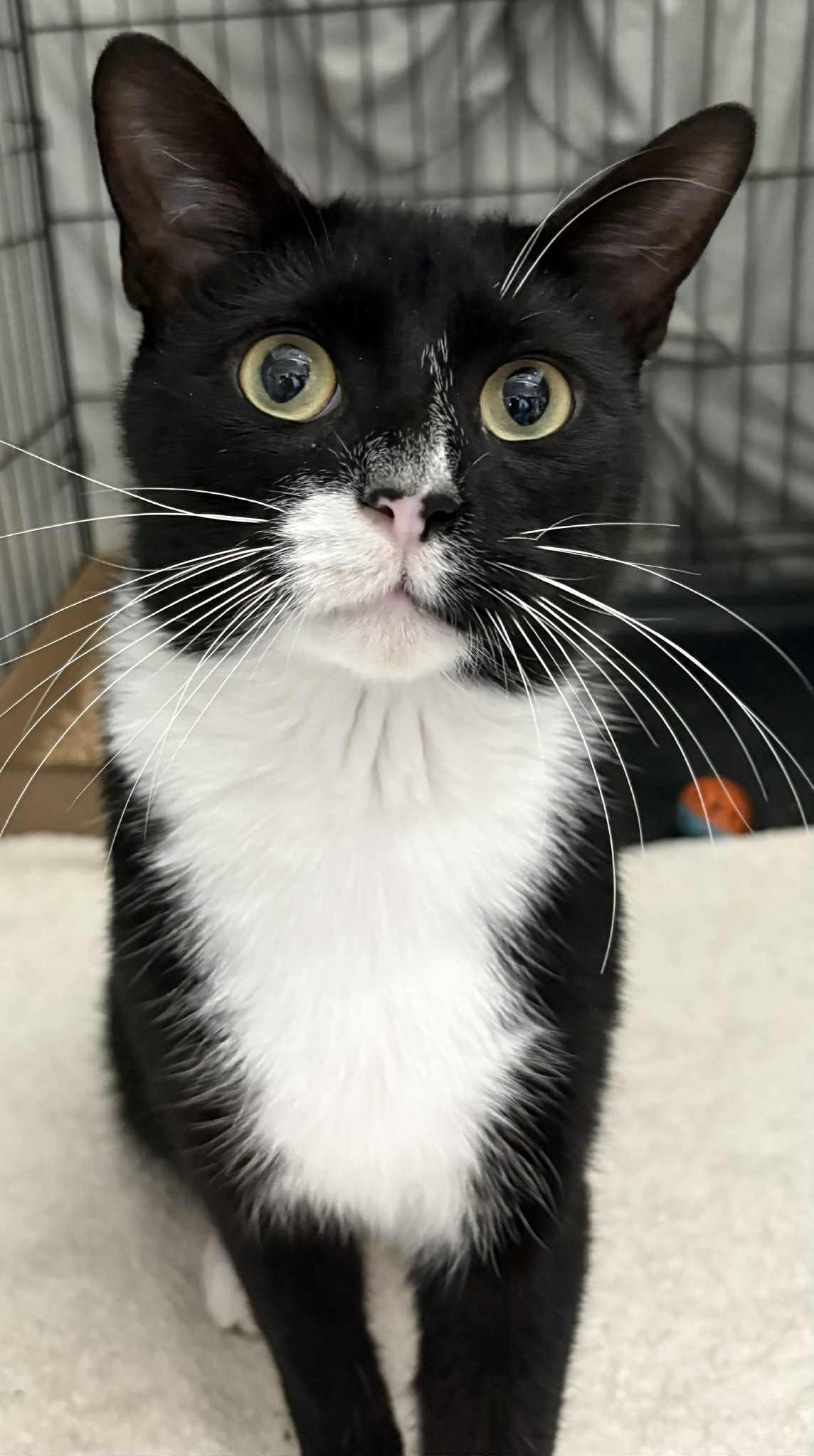 Pepper, ADOPTABLE, Adult Female Domestic Short Hair.