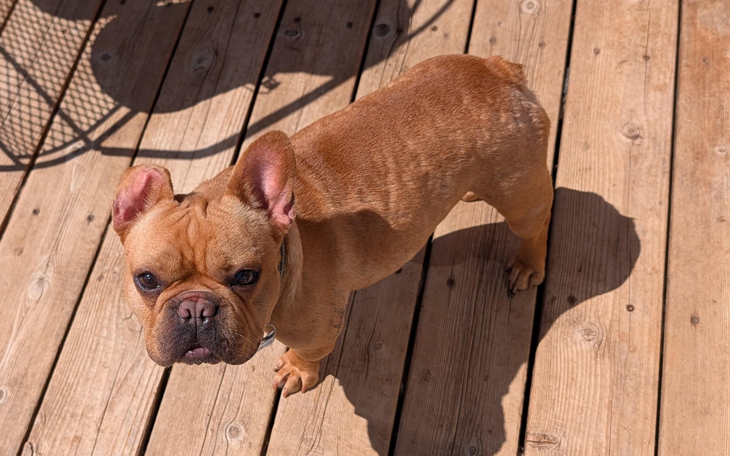Winter, a ADOPTABLE French Bulldog in Benton, KS image 2/2