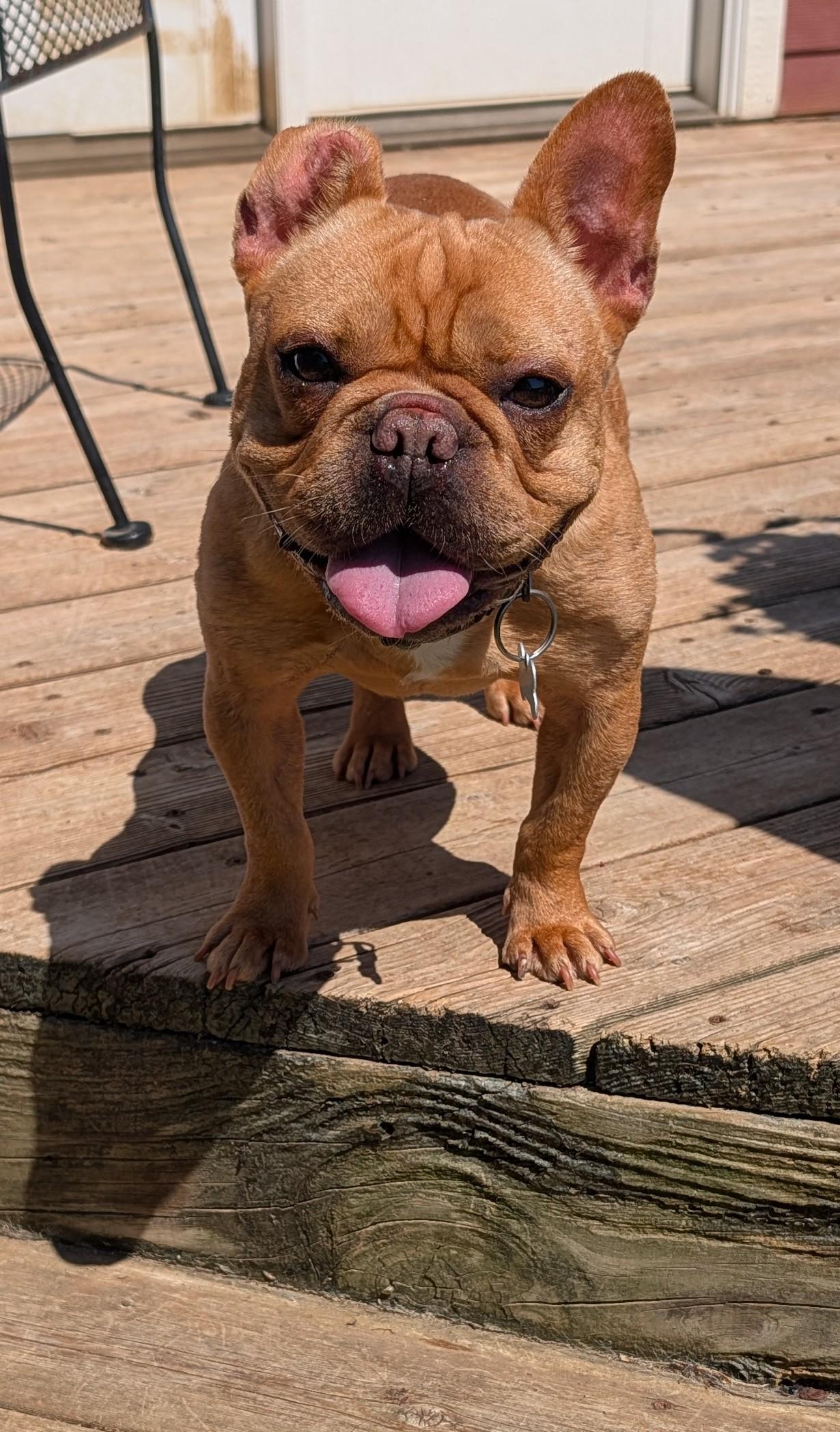 Winter, a ADOPTABLE French Bulldog in Benton, KS image 1/2