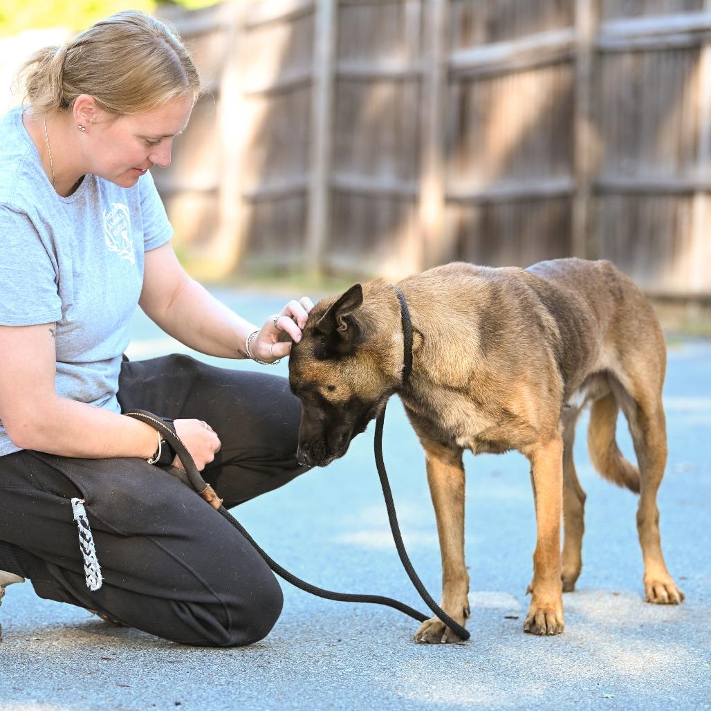 Atticus, Adoptable, Adult Male Belgian Shepherd / Malinois.
