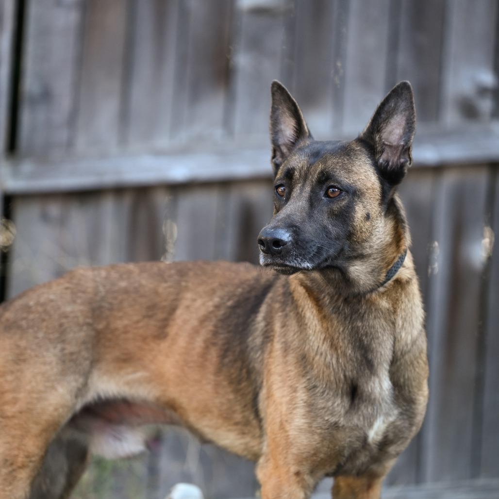 Enlarge Atticus, a Adoptable Belgian Shepherd / Malinois in Chester Springs, PA image 2/6