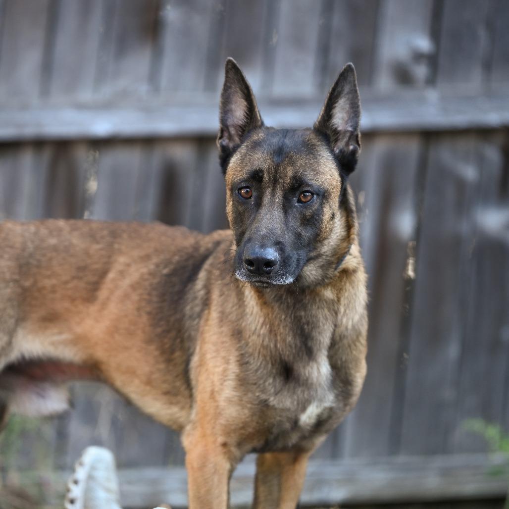 Enlarge Atticus, a Adoptable Belgian Shepherd / Malinois in Chester Springs, PA image 4/6