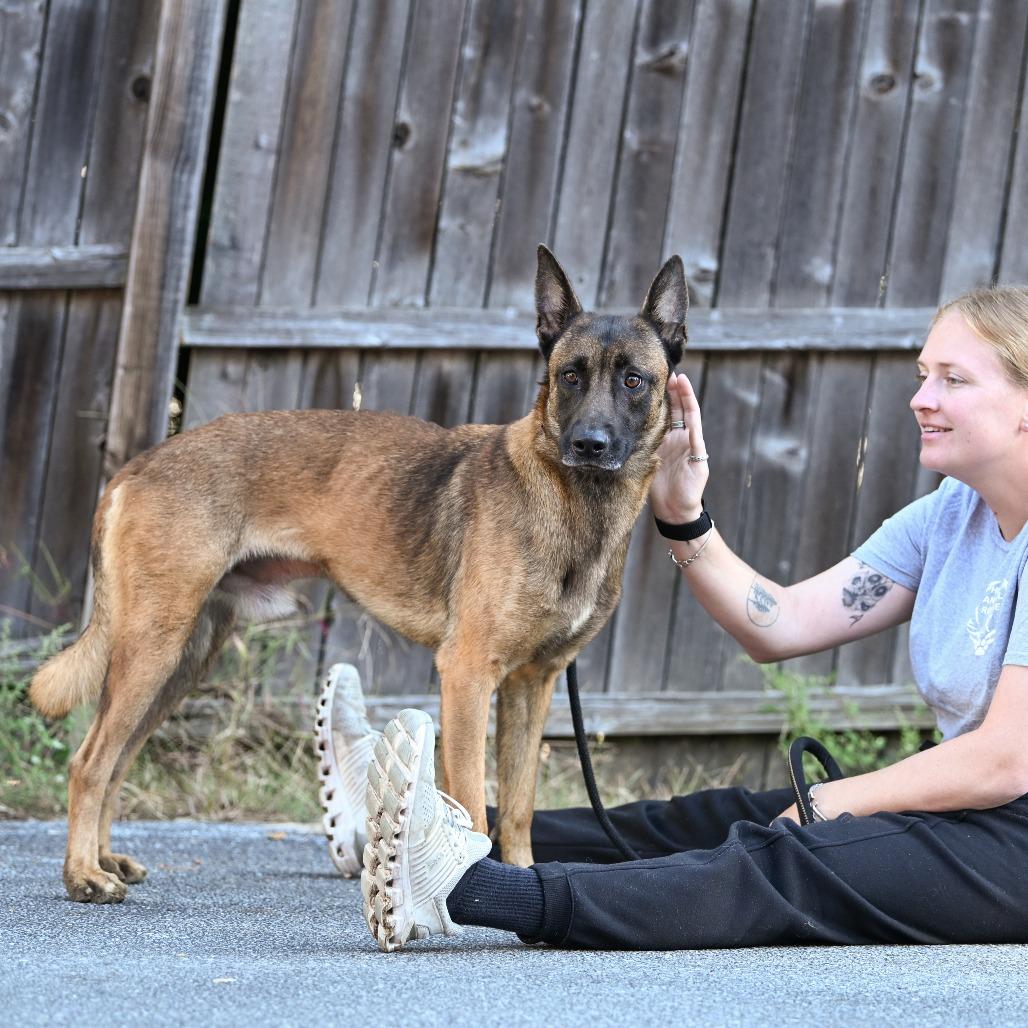 Enlarge Atticus, a Adoptable Belgian Shepherd / Malinois in Chester Springs, PA image 5/6