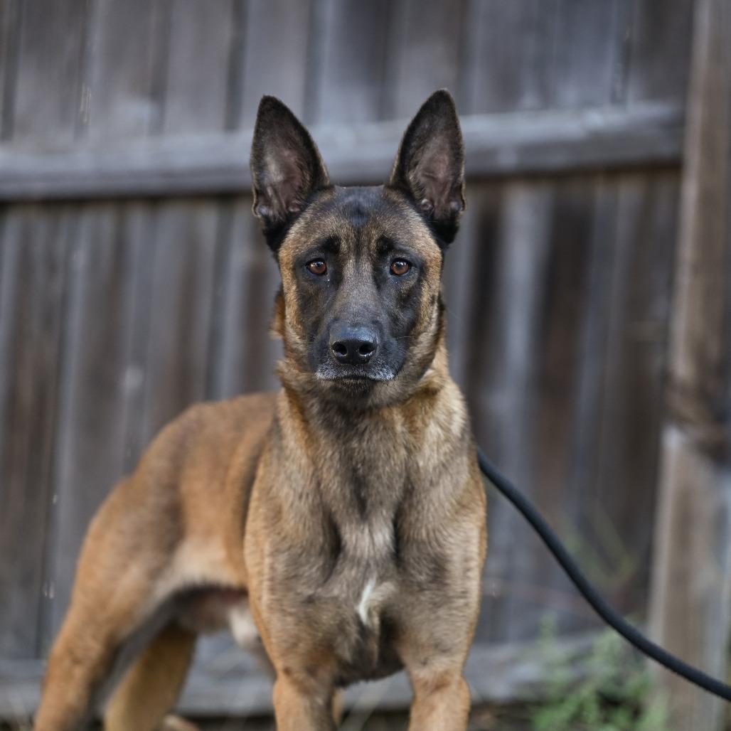 Enlarge Atticus, a Adoptable Belgian Shepherd / Malinois in Chester Springs, PA image 6/6