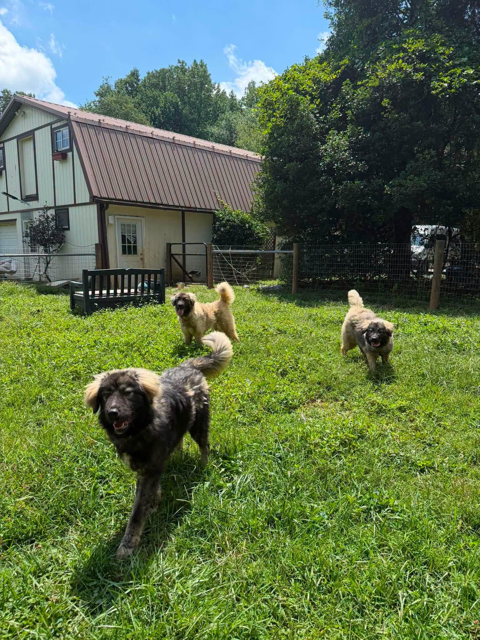Enlarge Power Puff Girls, a ADOPTABLE Caucasian Sheepdog / Caucasian Ovtcharka in Jarrettsville, MD image 3/6