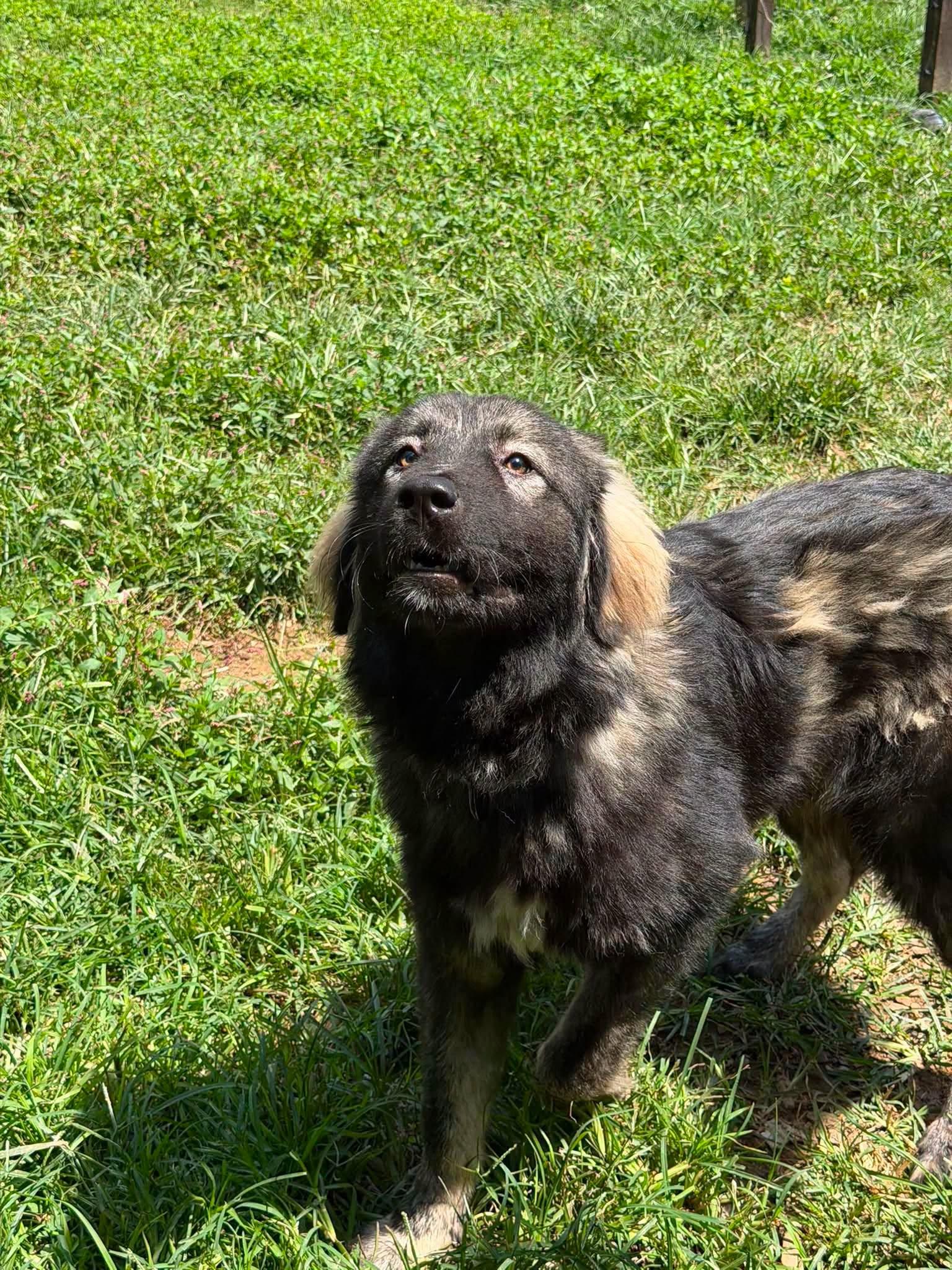 Enlarge Power Puff Girls, a ADOPTABLE Caucasian Sheepdog / Caucasian Ovtcharka in Jarrettsville, MD image 6/6