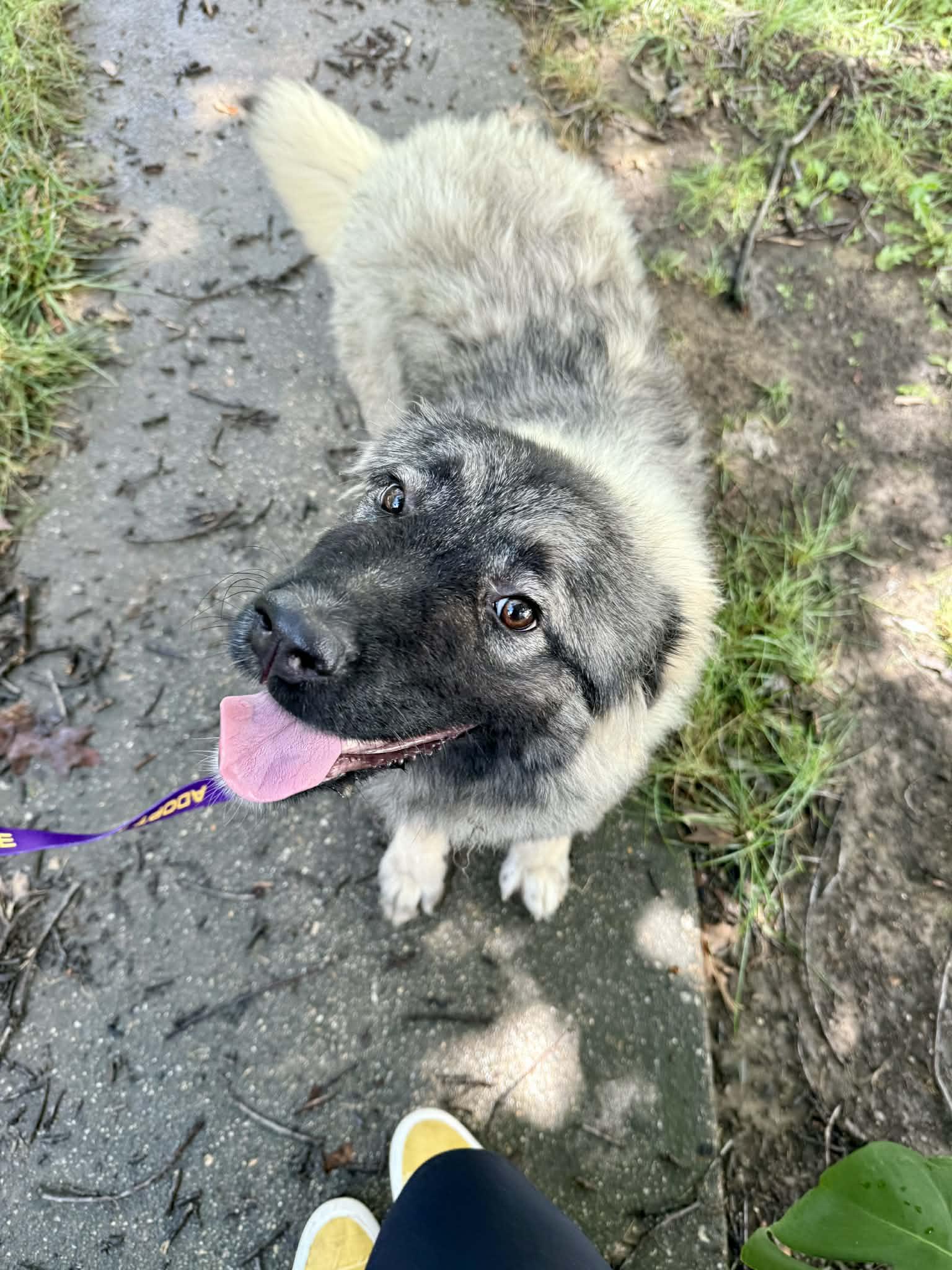 Power Puff Girls, ADOPTABLE, Young Female Caucasian Sheepdog / Caucasian Ovtcharka.