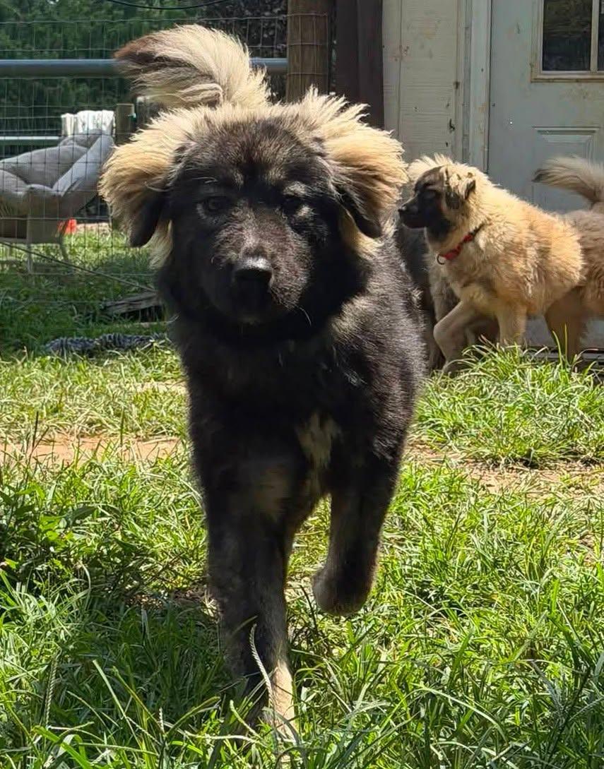 Enlarge Power Puff Girls, a ADOPTABLE Caucasian Sheepdog / Caucasian Ovtcharka in Jarrettsville, MD image 5/6