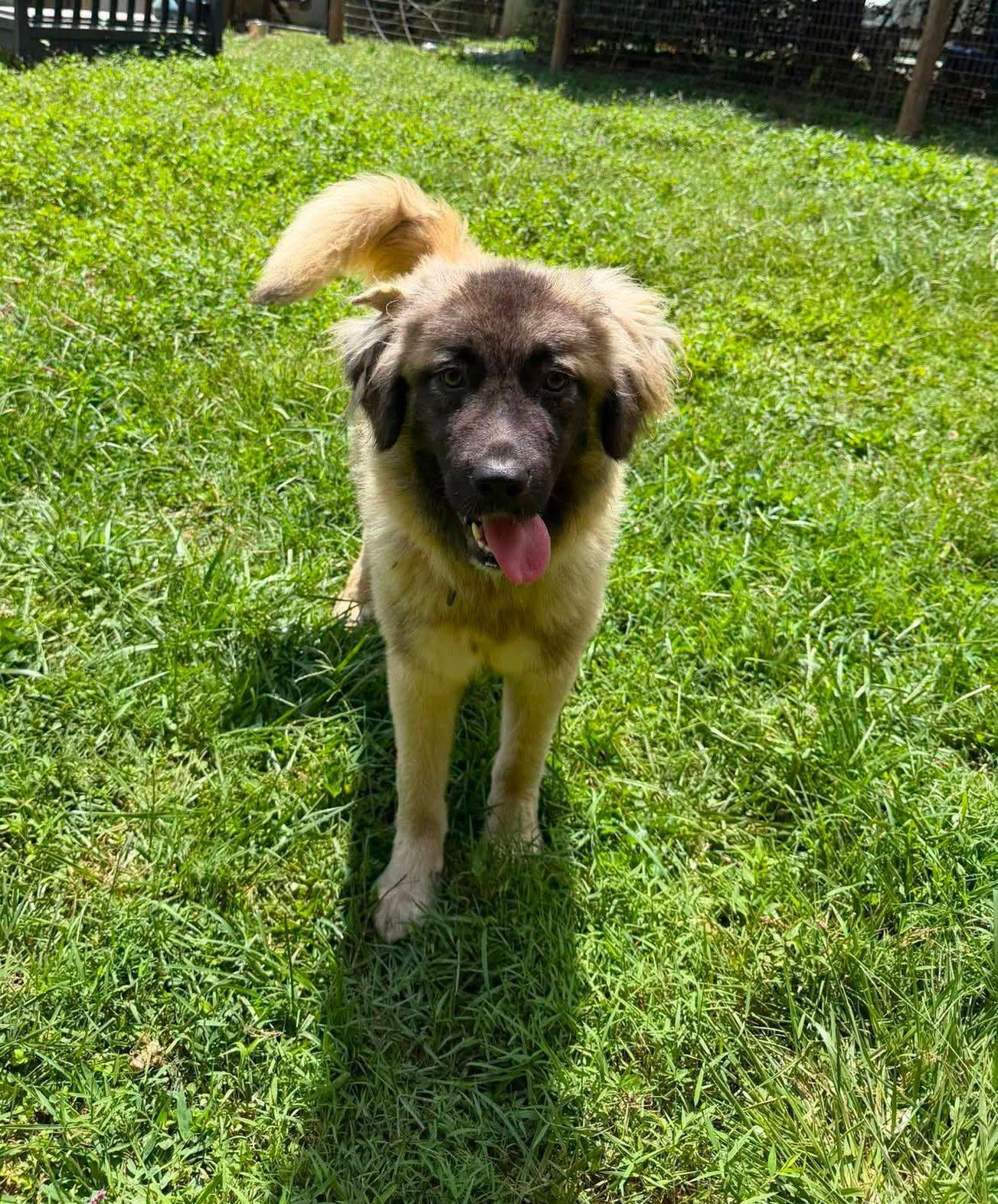 Enlarge Power Puff Girls, a ADOPTABLE Caucasian Sheepdog / Caucasian Ovtcharka in Jarrettsville, MD image 4/6