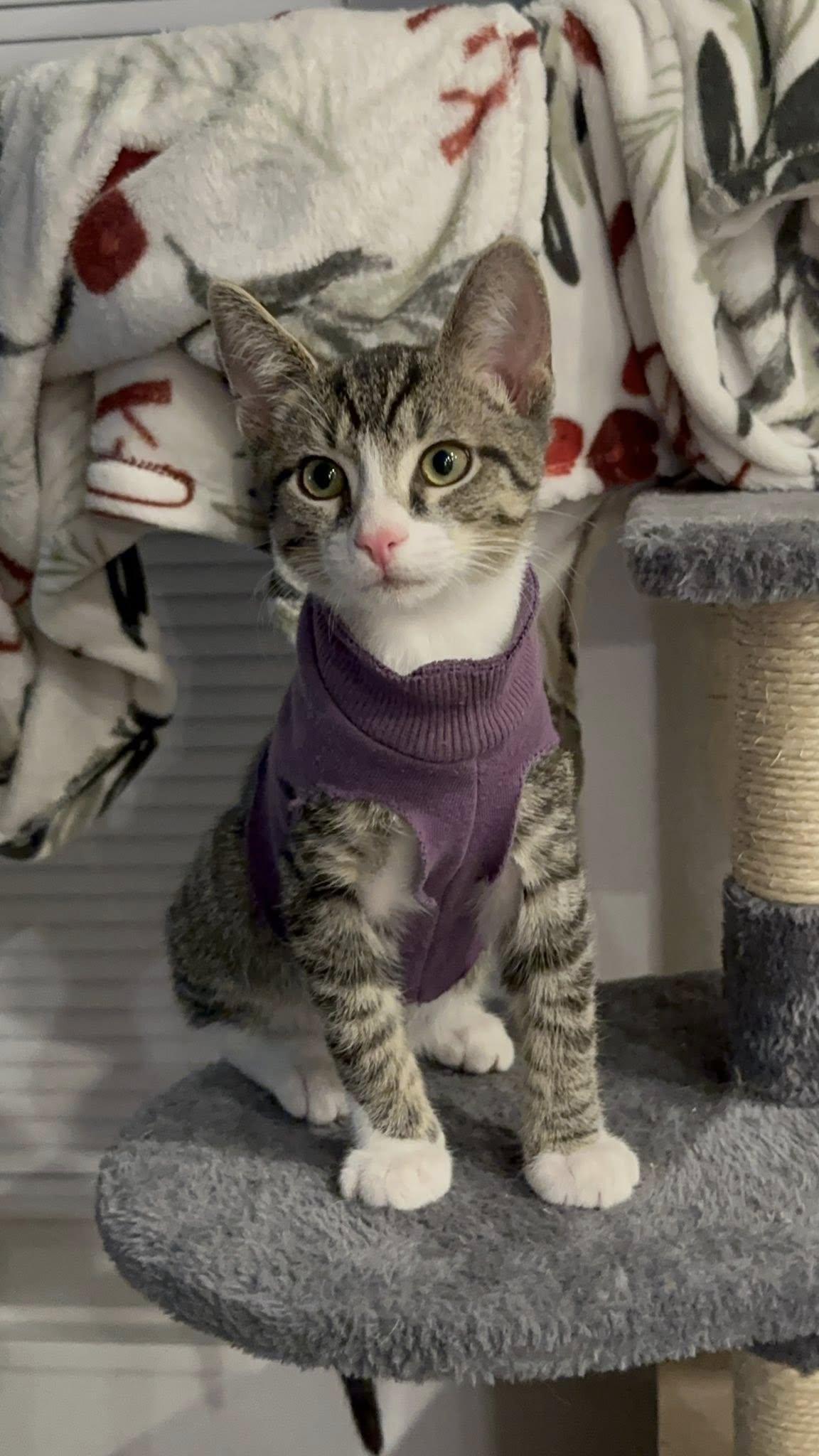 Rick, ADOPTABLE, Kitten Male Domestic Short Hair.