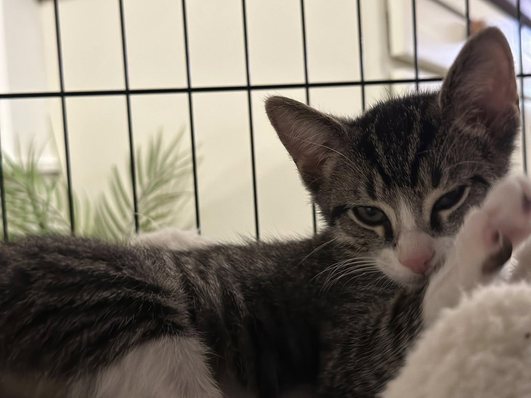 Enlarge Rick, a ADOPTABLE mixed breed in Harwinton, CT image 2/5