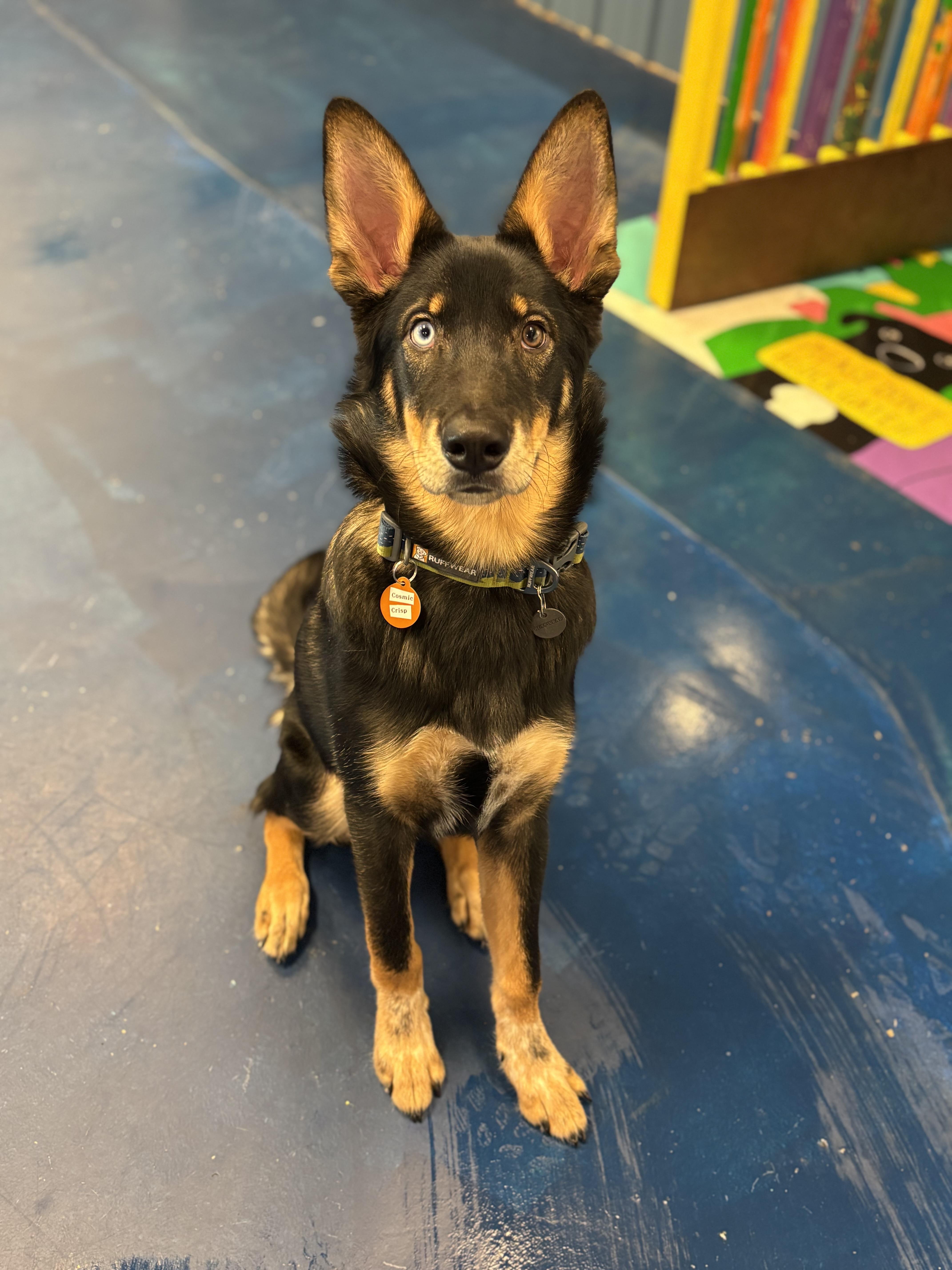 Cosmic Crisp, an adopted mixed breed in Seattle, WA image 1/4