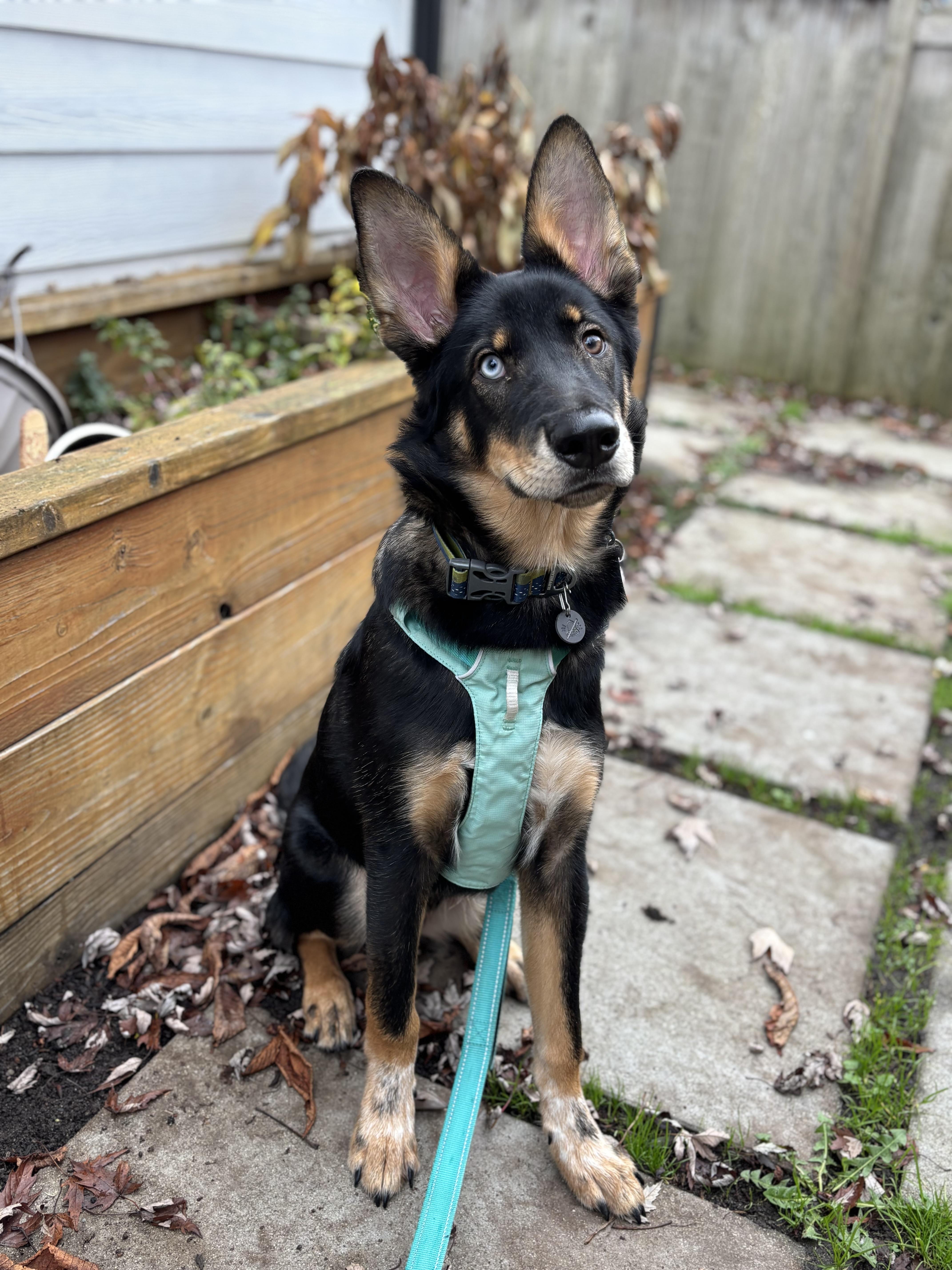 Cosmic Crisp, an adopted mixed breed in Seattle, WA image 2/4