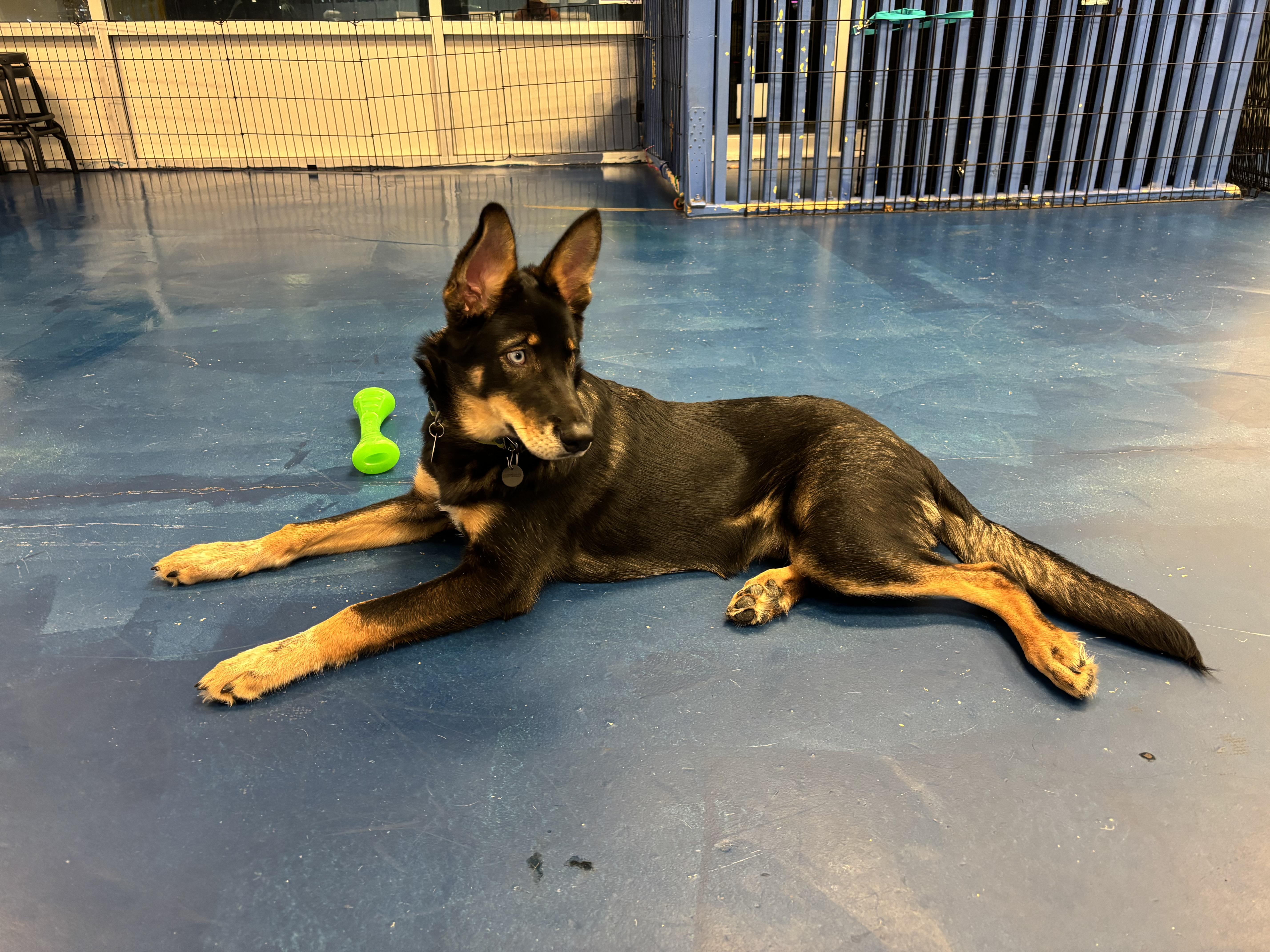 Cosmic Crisp, an adopted mixed breed in Seattle, WA image 3/4