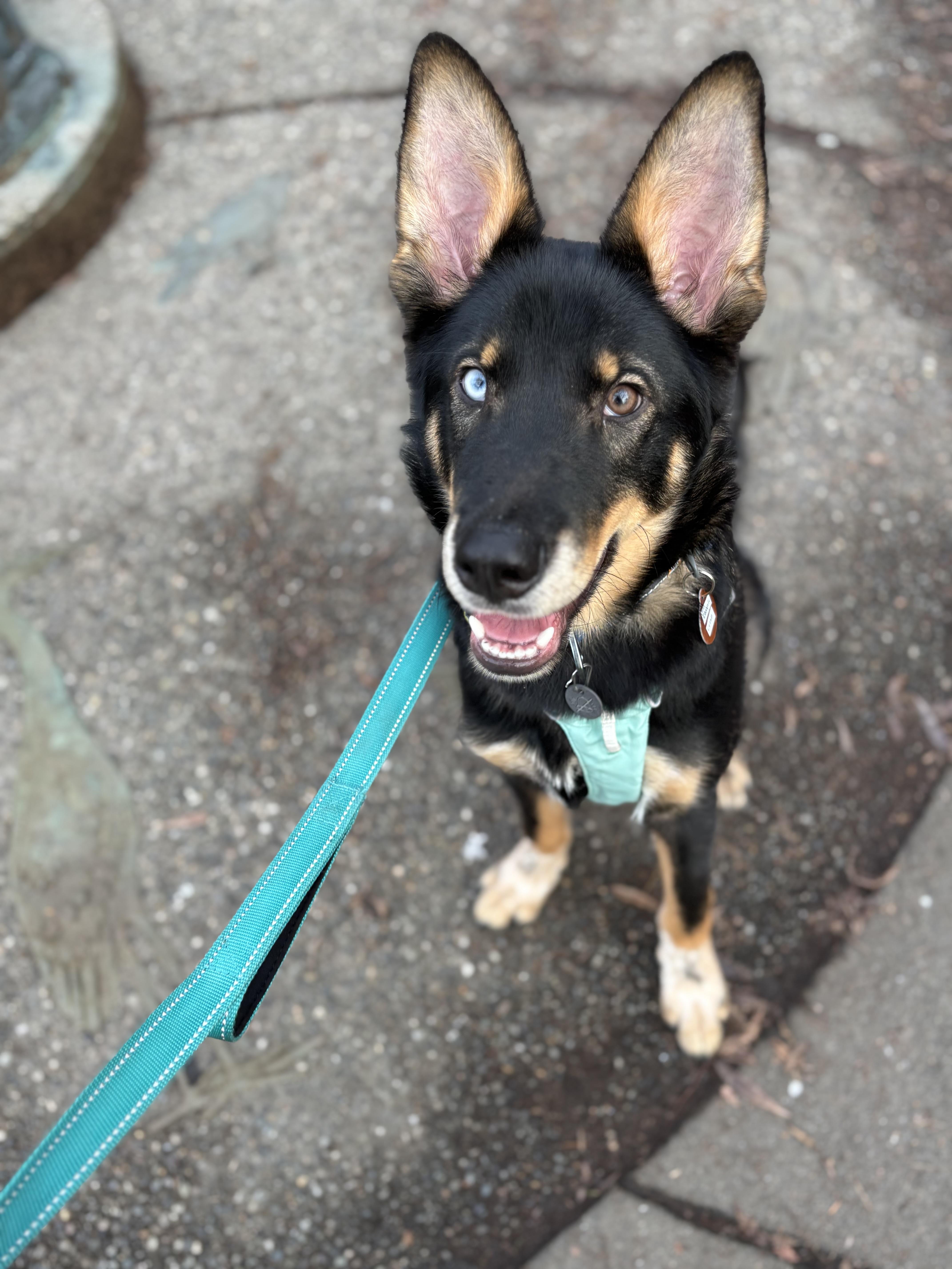 Cosmic Crisp, an adopted mixed breed in Seattle, WA image 4/4