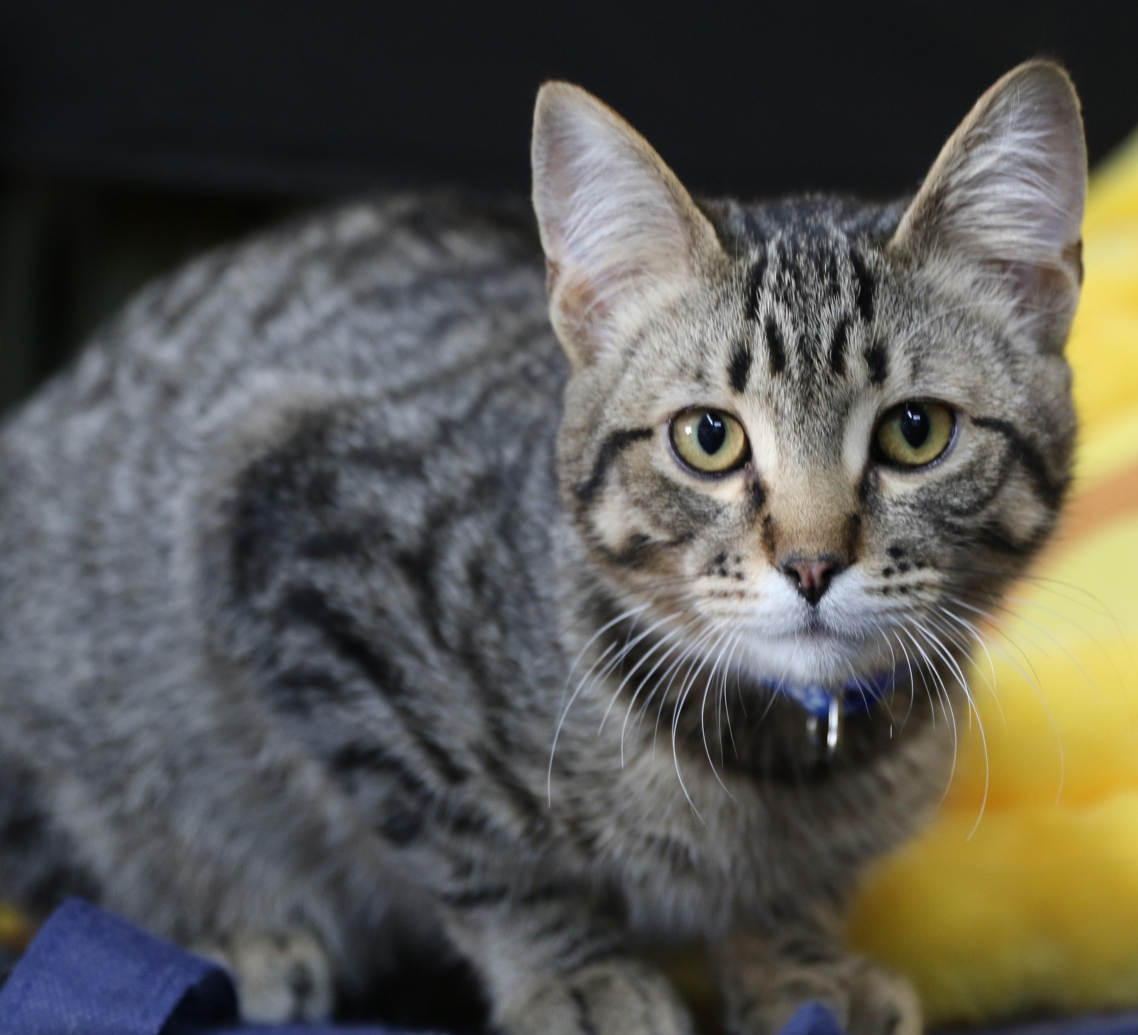 Ziggy, Adoptable, Adult Male Domestic Short Hair & Tabby.