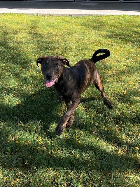 MARY KATE, Adoptable, Young Female Labrador Retriever & Mixed Breed.