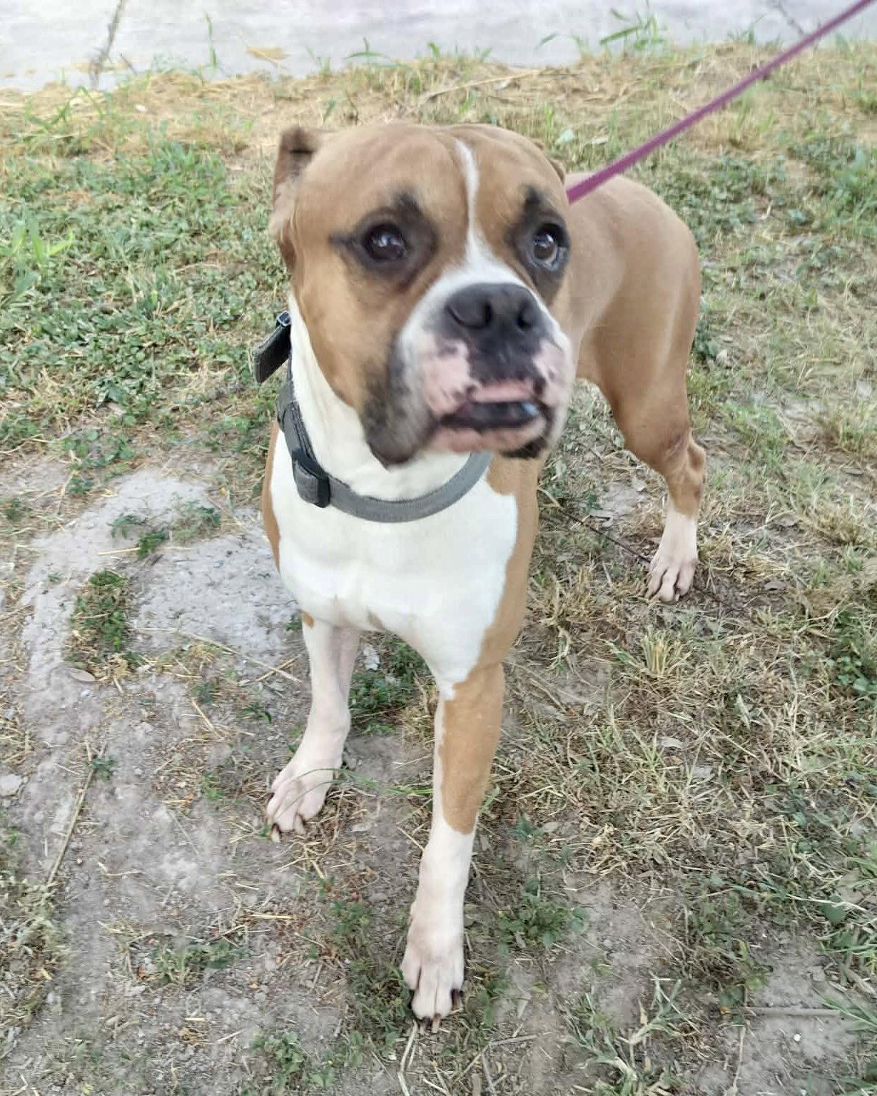 Luke, a Adoptable Boxer in Monticello, NY image 1/3
