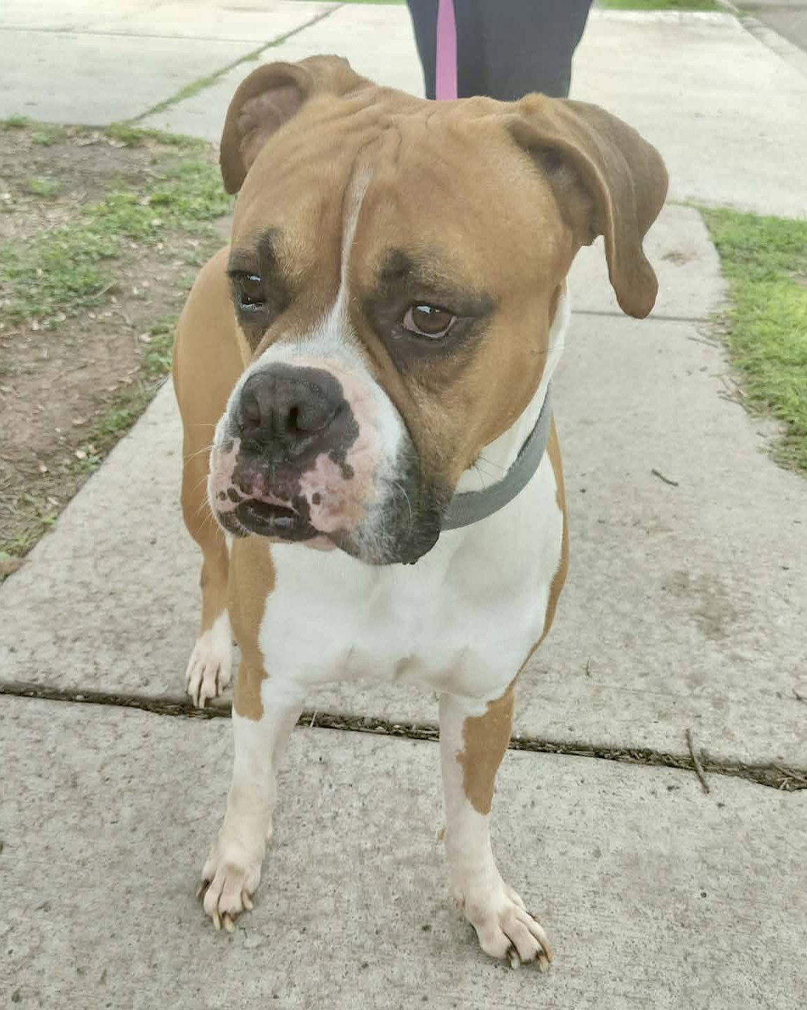 Luke, Adoptable, Adult Male Boxer.