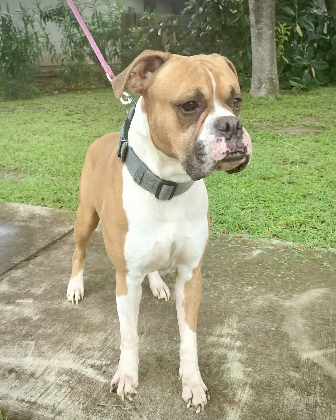 Luke, a Adoptable Boxer in Monticello, NY image 3/3