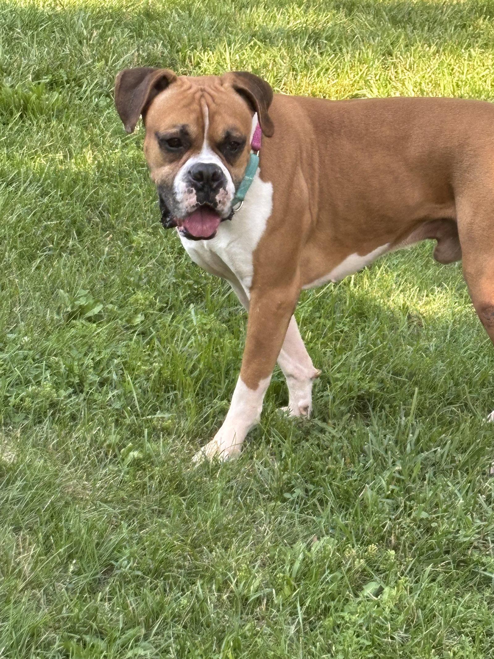Luke, a Adoptable Boxer in Monticello, NY image 2/3