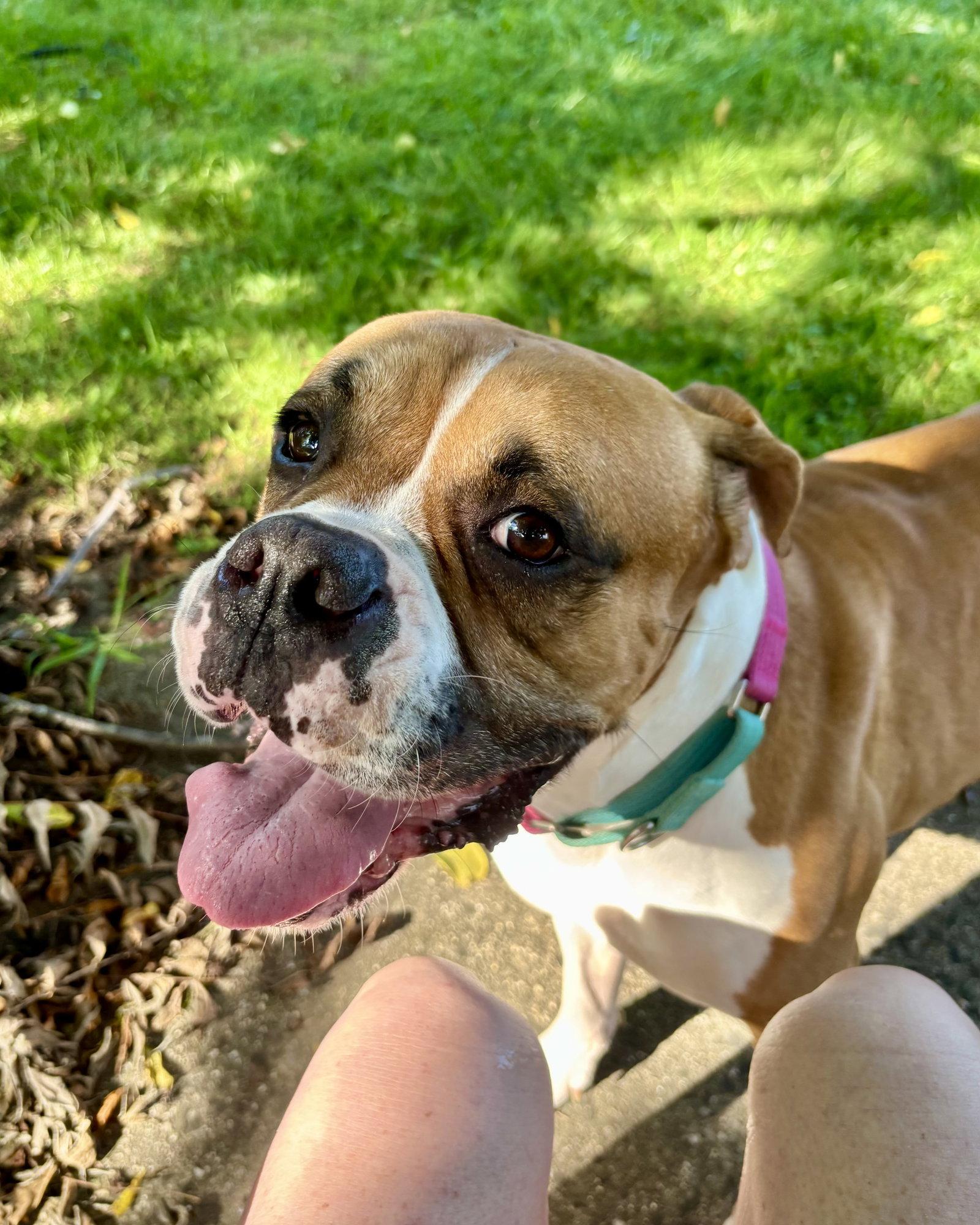 Luke, a Adoptable Boxer in Monticello, NY image 3/3