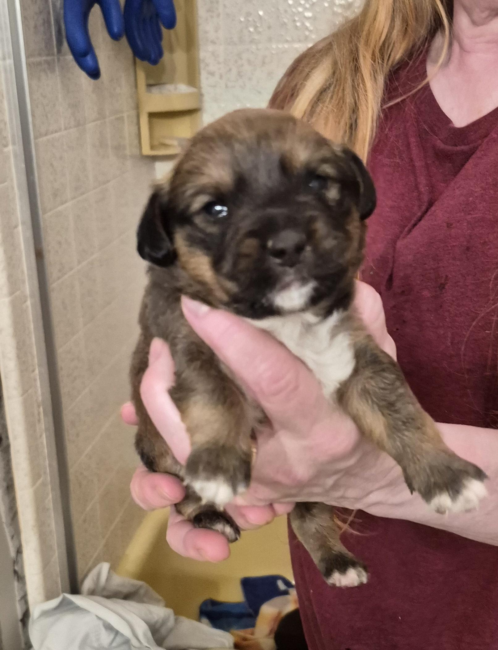 Wolfgar, Adoptable, Puppy Male Jack Russell Terrier & Chihuahua.