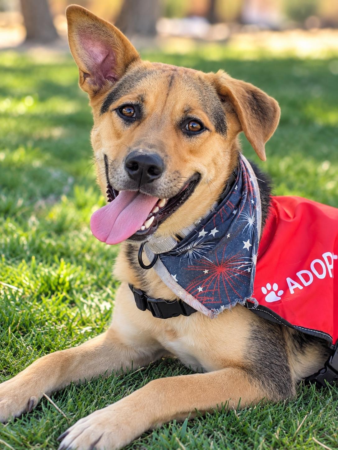 Miss Maple with Silly Ears, Adoptable, Young Female German Shepherd Dog.