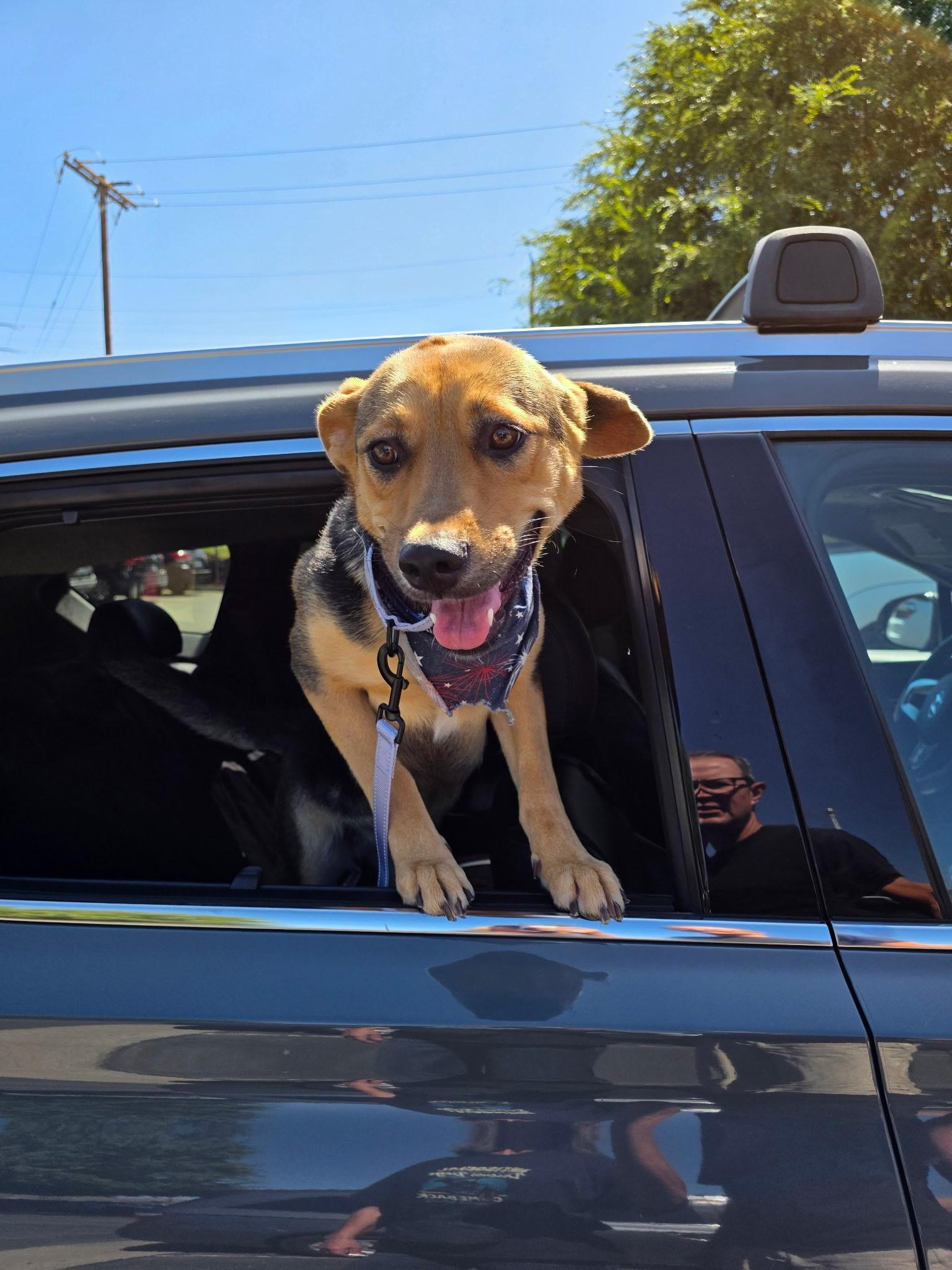 Enlarge Miss Maple with Silly Ears, a Adoptable mixed breed in Menifee, CA image 3/6