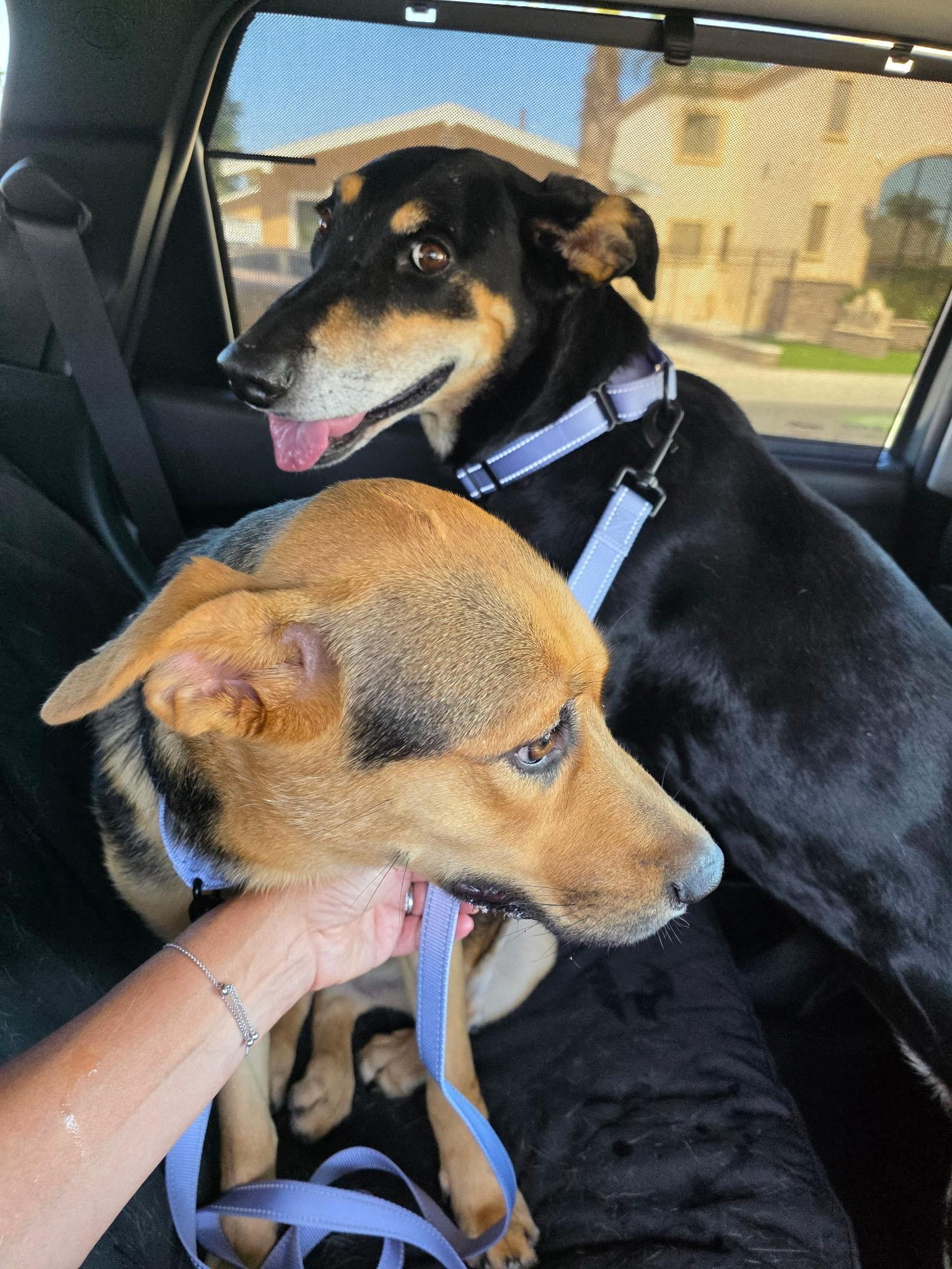 Enlarge Miss Maple with Silly Ears, a Adoptable mixed breed in Menifee, CA image 5/6