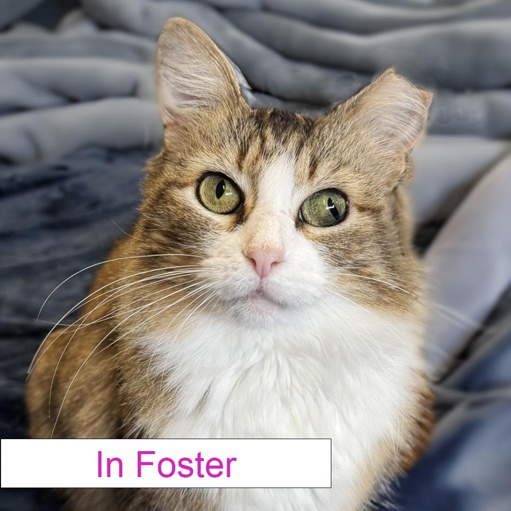 Enlarge Stella, a Adoptable Domestic Medium Hair in Chapel Hill, NC image 1/3