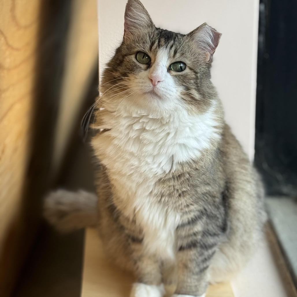 Enlarge Stella, a Adoptable Domestic Medium Hair in Chapel Hill, NC image 2/3