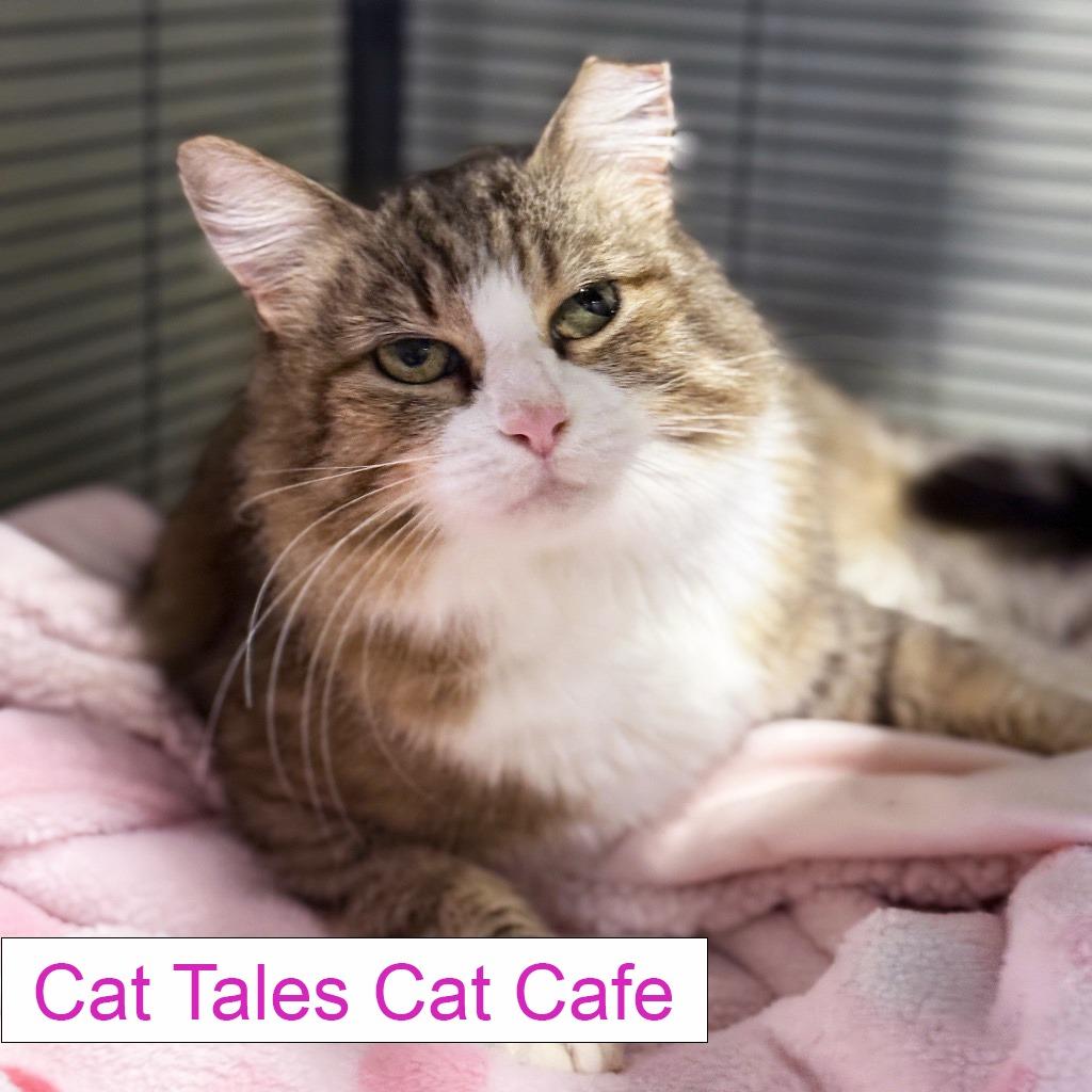 Enlarge Stella, a Adoptable Domestic Medium Hair in Chapel Hill, NC image 3/3